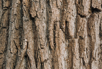 Background, texture, surface of dry tree bark in the forest.