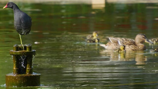 A female duck swimming with her ducklings in a lake.
