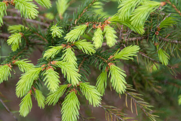 close up of pine needles