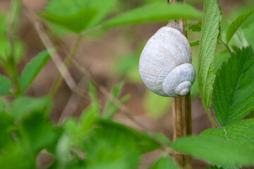 Snail with house sitting on a branch