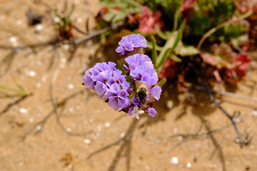 Fiore selvatico viola sulla spiaggia, macro - obrazy, fototapety, plakaty