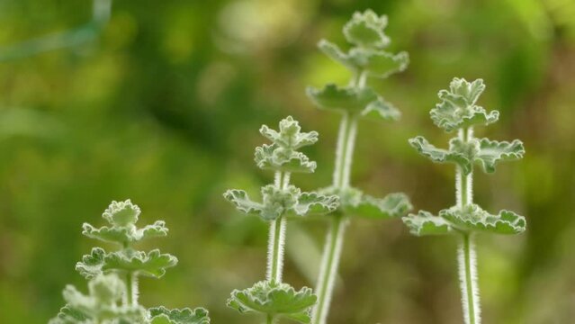 Marrubium vulgare (white horehound or common horehound) is a flowering plant in the family Lamiaceae, native to Europe, northern Africa, and southwestern and central Asia.