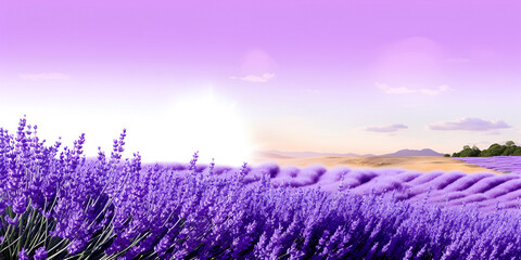 Mesmerizing Moments, The Sublime Beauty of Lavender Fields Awash in the Warm Embrace of Sunset's Glow
