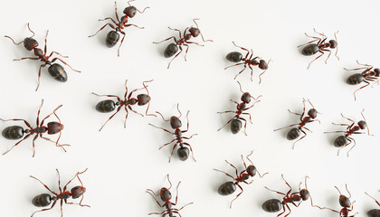 Path of ants on the wall of the house, invasion of ants, top view, 3d illustration