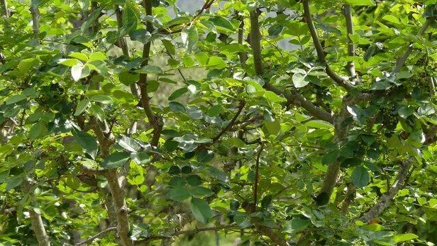 Zanthoxylum americanum (Xanthoxylum), the common prickly-ash, common pricklyash, common prickly ash or northern prickly-ash (also sometimes called toothache tree, yellow wood, or suterberry).