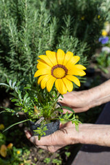 Gazania plant with flower being held by elderly woman's hands - 784722408