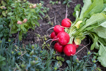 Freshly harvested bunch of red radishes in a vegetable garden