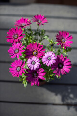 Vibrant pink and purple African daisies blooming in outdoor pot during sunny daytime