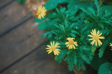 Some beautiful flowers