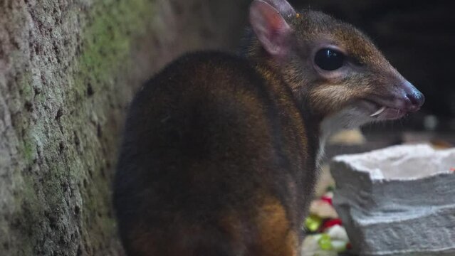 Close up of an javan mouse deer is hiding on a sunny day