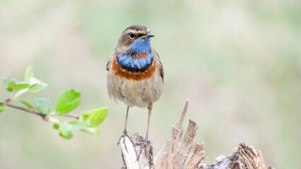 robin on a branch