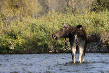 Cow Moose in Wyoming in Autumn