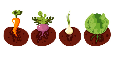 Garden plant root vegetable grow crop agriculture concept. Vector graphic design illustration