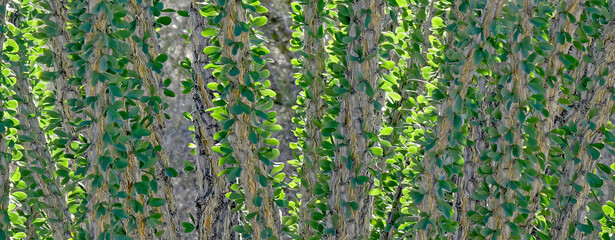 A cross sectional view of the stalks of an Ocotillo cactus. The Ocotillo stalks are leafless most...