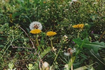 Wild Dandelions and Grass in Natural Meadow Setting