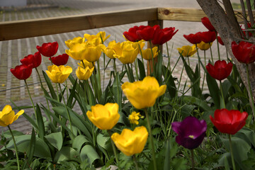 Gelbe und Rote Tulpen im Beet