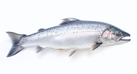 A salmon isolated on a white background