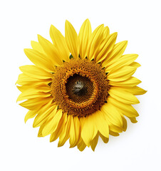 A sunflower isolated on a white background
