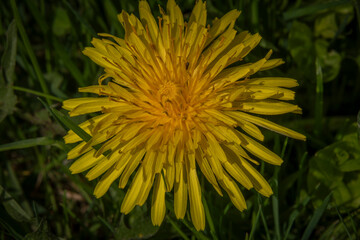 Yellow blossom of dandelion spring flower in green grass with sun shine