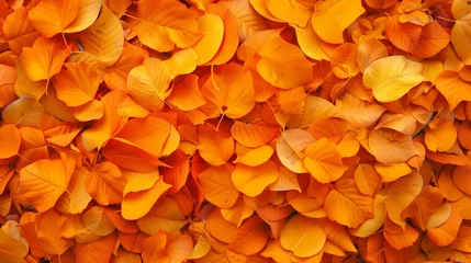 Foto op Canvas Background of orange autumn leaves © Meta