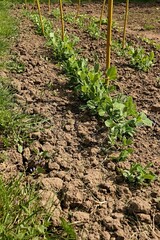 Fototapeta na wymiar Garden seedbed row with young spring sprouts of pea, latin name Pisum Sativum, some willow stick placed next to sprouts as support for climbing pea plants. Afternoon sunshine. 