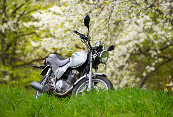 motocykl w kwiatach wiśni