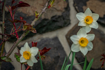 Narcissus color flower blossom in spring sunny day near stone wall