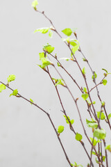 Spring birch twigs with young blooming green leaves. Close uup...