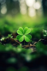 A lucky four leaf clover resting on the ground