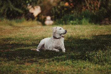 Serene White Dog Resting on Green Grass