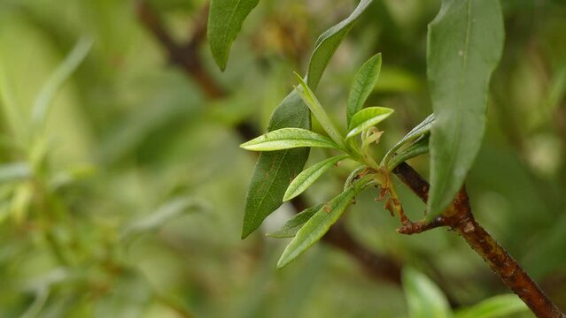 Cistus ladanifer is a species of flowering plant in family Cistaceae. Common names include gum rockrose, laudanum, labdanum, common gum cistus, and brown-eyed rockrose.