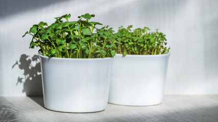 Microgreens rutabaga in a white bowl, rutabaga sprouts.