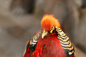 close up of a yellow billed hornbill