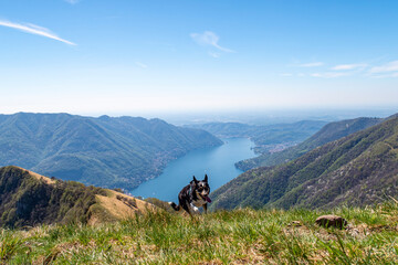 Landscape of Lake Como from Colmegnone mountain with a dog running - 784733400