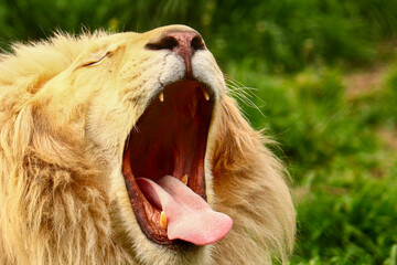 portrait of a yawning lion