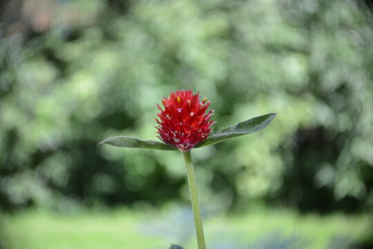 Geometrie der Bl&uuml;te-Rote Knospe in der Natur