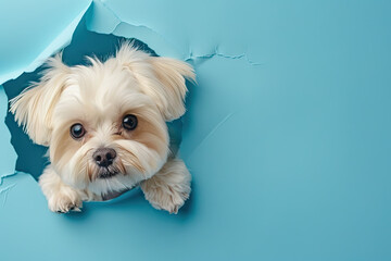 a dog is looking out of a blue paper