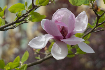 pink and white blooming magnolia flower