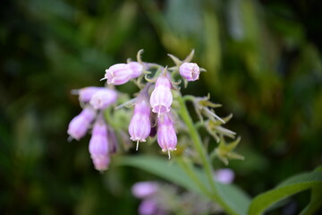 Zarte Blüten und Knospen