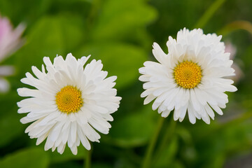 Chamomile flowers. A medicinal plant. Floral background.