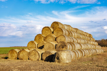A large pyramid of straw bales in rolls on a field after the grain harvest.