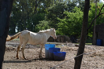 caballo blanco