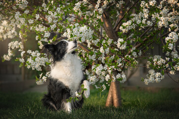 Naklejka na ściany i meble spring photos of a border collie in a flowering tree beautiful portraits of a smart dog