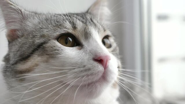 portrait of a cat, close-up