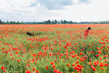 wide angle view of girl in red cardigan and grey dog playing in the poppy field