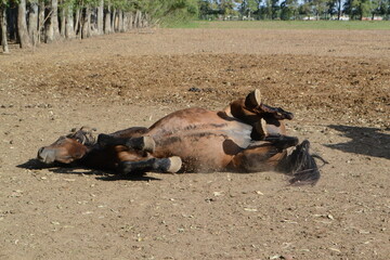 caballo en el piso jugando
