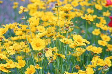 Obraz premium Field of yellow flower Coreopsis lanceolata, Lanceleaf Tickseed or Maiden's eye blooming in summer. Nature, plant, floral background. Garden, lawn of lance leaved Coreopsis in bloom