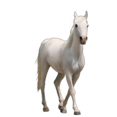 Obraz na płótnie Canvas white arabian horse