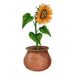 Sunflower in a pot. Hand drawn watercolor illustration, botanical drawing. Floral design for postcard, greeting card, logo, background, pattern.