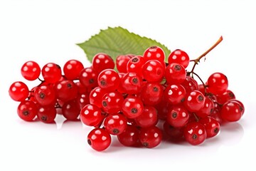 Vibrant clusters of red viburnum berries with foliage. Luscious viburnum isolated on a pristine white background. Concept of botanical nutrition, fall harvest, and holistic healing.